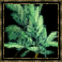 Absinthe