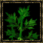 Armoise