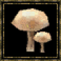 Chanterelle