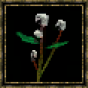 Fleur de coton