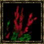 Gueule de loup rouge