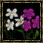 Impatiens