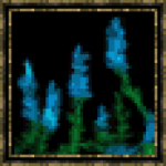 Lavande