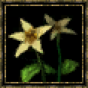 Lys blanc