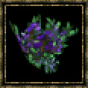 Myrtille