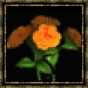 Rose jaune