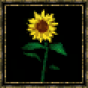 Tournesol