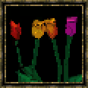 Tulipe